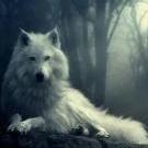 white wolf