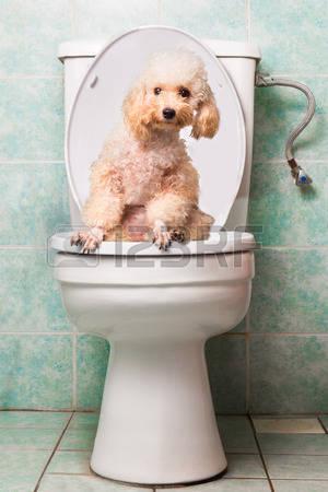 39660677-smart-beige-poodle-dog-pooping-into-toilet-bowl.jpg
